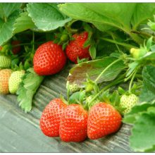 2018年山东草莓苗价格多少钱一棵 优质水果红颜草莓苗基地 图片