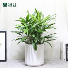 棕竹 耐寒庭院盆栽植物 武汉花园设计 中号塑料盆