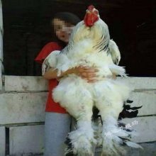 婆罗门鸡巨型鸡苗哪里有卖婆罗门鸡哪里买鸡苗婆罗门鸡苗厂家