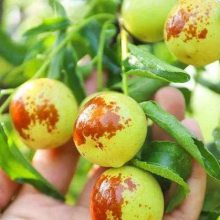 8月上旬追好果实膨大肥，冬枣不愁卖