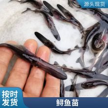 港发头批鸭嘴鱼水花 鱼苗鲜活 鸭嘴鲟苗 淡水观赏鲟鱼 空运汽运