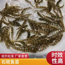 抗病能力强石斑鱼苗 基地溪水石斑鱼苗 常温发货 包活到家 支持空运