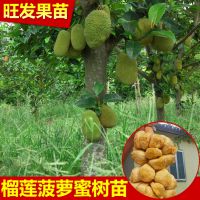 ۼ޽ӹ С Ʒִ