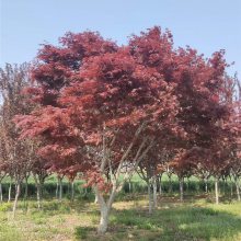 大花地园林红枫基地出售一年苗-12公分粗日本红枫树苗圃自产自销