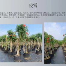 绿化植物凌宵容器苗 美国凌霄 庭院绿化耐旱易成活规格齐全