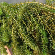 耐寒轮叶黑藻苗 零下40度地区可种植 水生态修复沉水植物