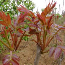 红油香椿树苗 盆栽地栽南方北方室内室外四季种植当年食用 红油香春树苖基地直发