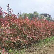 红叶石楠杯苗 汉寿花卉苗木12公分红叶石楠