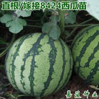 嫁接 直播8424西瓜苗 甜王西瓜苗子 嫁接西瓜苗 麒麟瓜 京欣西瓜苗 红玉西瓜苗