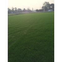 成都 重庆 达州 云南大量供应马蹄金，足球场草坪，四季长青，基地品种齐全