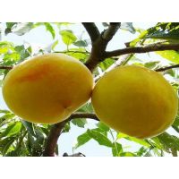 新品黄桃苗批发3元 安徽润丰苗木