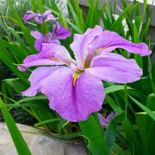 鸢尾苗德国鸢尾苗道路绿化紫花鸢尾苗 充足欢迎垂询价格 中国供应商 鸢尾苗德国鸢尾苗道路绿化紫花鸢尾苗 充足欢迎垂询价格 中国供应商