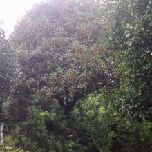 丹桂基地 桂花笼子 桂花工程小苗 桂花品种