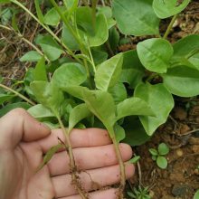 藤三七植物苗 食药用土田七种子根茎室外易活花卉爬藤绿植盆栽