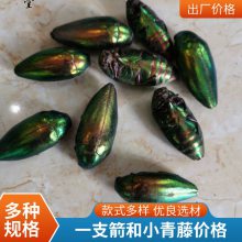奇弘堂一支箭/瓶儿小草/蛇咬子野生正品药材产地批发全国包邮