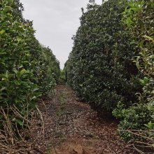 出售桂花笼子的基地 丛生桂花苗子 八月桂好球苗和工程苗