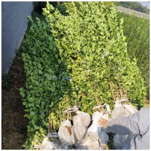 润景苗木 别墅篱笆墙用苗 直立冬青 2米高北海道黄杨价格