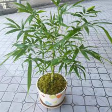 佛肚竹 佛肚竹盆栽 佛肚竹盆景 佛肚竹苗 小佛肚竹苗 室内净化空气竹 美化室内环境 裸根苗