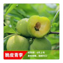 青脆李子树苗批发 8月份成熟 嫁接李子成品苗价格 保湿邮寄