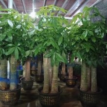 南宁A汇成园艺花卉绿植租赁养护 南宁A汇成园艺花卉绿植租赁养护