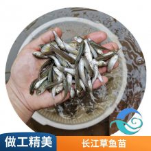 水产种苗 优质好苗 提供技术支持 淡水养殖草鱼苗