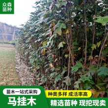 绿化乔木马褂木树苗基地 工程绿化移栽行道木鹅掌楸 观赏用