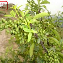 大花椒花椒苗批发、大花椒花椒苗批发商