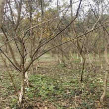 无公害绿色芽苗菜种子豌豆苗种子白豌豆麻豌豆种子箭舌豌豆 价格 厂家 中国供应商