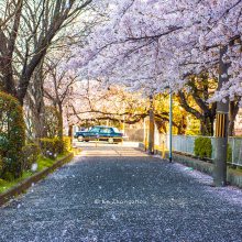 出口到名古屋海运拼箱 日本航线 船期周三/六 国际海运专线