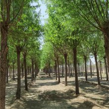 15公分旱柳 基地种植 长期出售 景观价值高