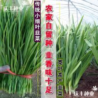 韭菜大全宽叶高产韭菜红根韭菜传统细叶韭菜抗寒耐低温四季不休眠