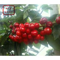 3ӣ3ӣ۸