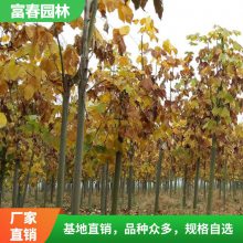 苗圃出售青桐 庭院绿化苗木 行道树景观园林色块造景苗