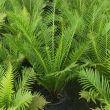 有美好寓意的品种,有风水作用的富贵蕨,什么是富贵蕨,富贵蕨是什么