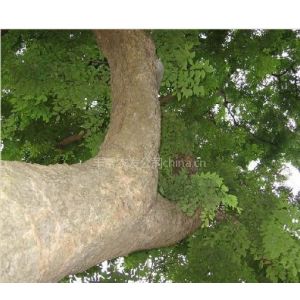 供应供黄花梨树花梨木 价格 厂家 中国供应商