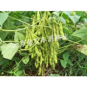 供应农科院精品大豆种子优质的大豆种子大豆种子的价格杂交大豆种子
