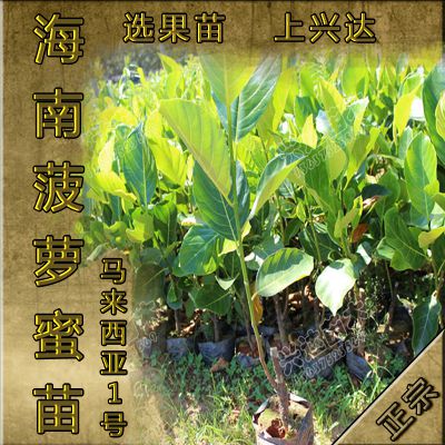 供应供应海南正宗马来西亚1号菠萝蜜嫁接袋装苗