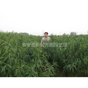 供应板栗树苗哪里 板栗树苗什么价格 优质板栗苗品种