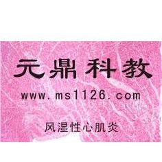 供应生产优质病理切片