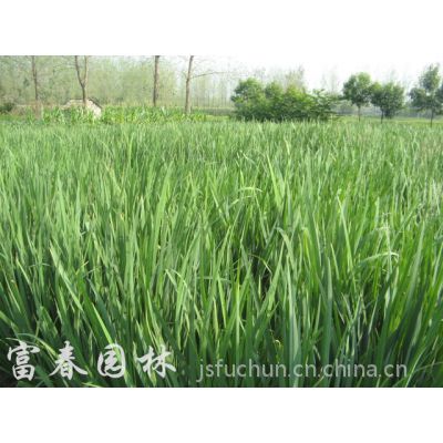 供应水生植物 日本花菖蒲 日本花菖蒲基地 日本花菖蒲 江苏富春园林有限公司