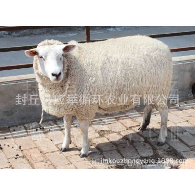 河南封丘种羊场 供应优质纯种特克赛尔母羊