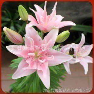苗圃直销甜蜜爱情矮化荷兰进口百合盆栽百合花百合种球 价格 厂家 中国供应商
