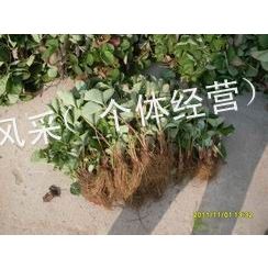 供应草莓苗 山东草莓苗 草莓苗脱毒价格 草莓苗资料 入棚草莓种苗