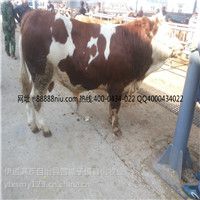 供应安徽肉牛 小母牛价格 吉林喜山牧业