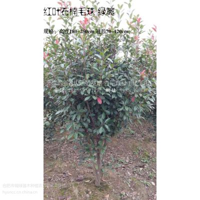 Ҷʯ,Ҷʯ,Ϸʳ5000Ķ Բ