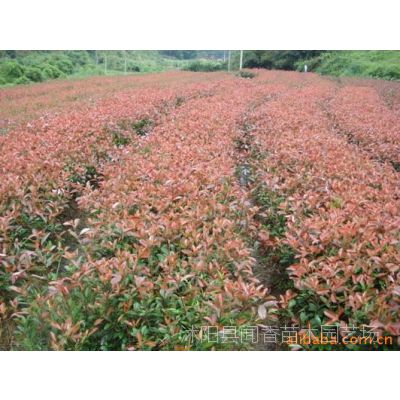 供应[***]红叶石楠球价格 红叶石楠树苗价格 红叶石楠球基地