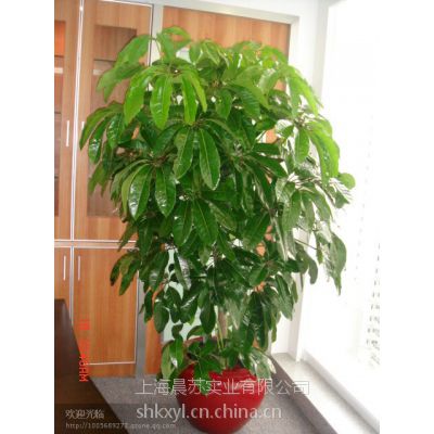 供应浦东中型发财树花卉租赁、浦东盆栽植物租赁,