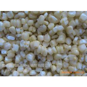 玉米种子销售农科院高产一级脱毒进口太空玉米种子黑玉米种子