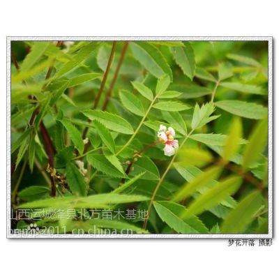 山西哪里有2-3年木瓜苗出售