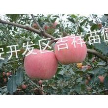Ӧƻ磬ƻС磬츻ʿƻ磬ƻ԰ճ